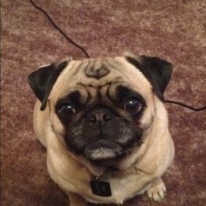 Meet your Posher, Judy